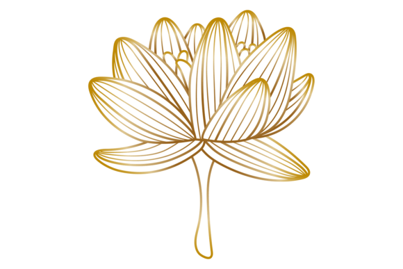 Golden Lotus Flower: Illustrations & Graphics Review